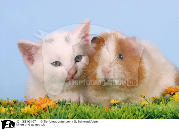 kitten and guinea pig / SS-03167