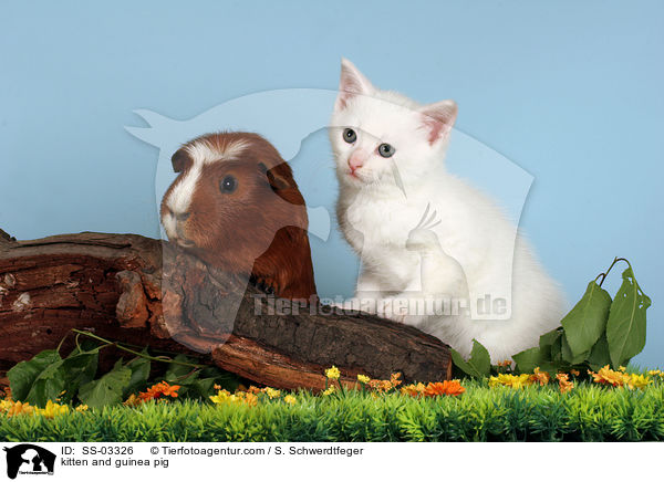 kitten and guinea pig / SS-03326