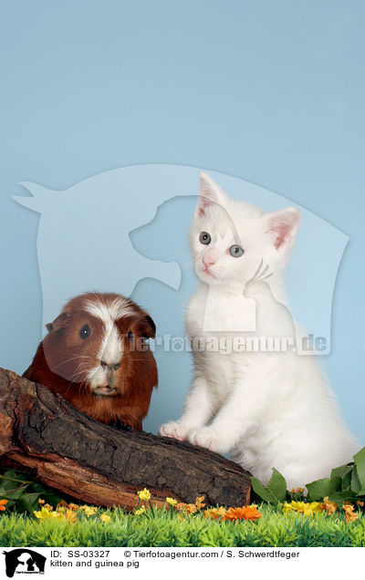 kitten and guinea pig / SS-03327