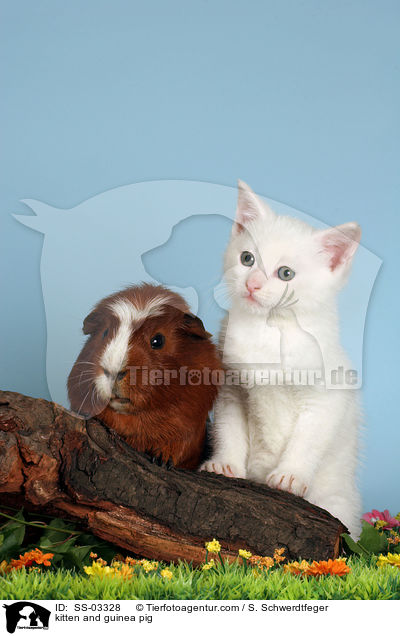 kitten and guinea pig / SS-03328
