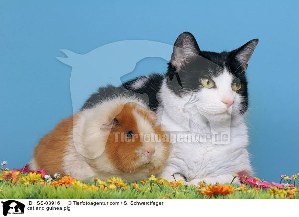 cat and guinea pig / SS-03916