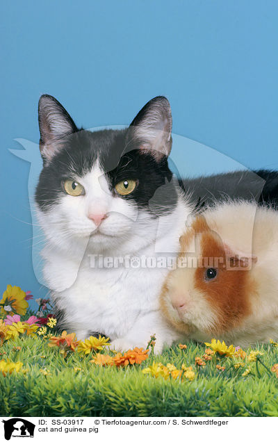 cat and guinea pig / SS-03917