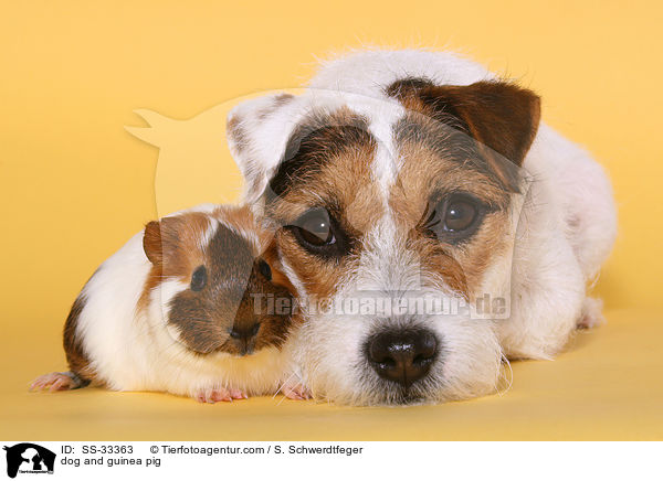 dog and guinea pig / SS-33363