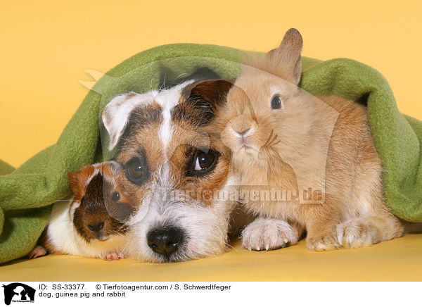 dog, guinea pig and rabbit / SS-33377