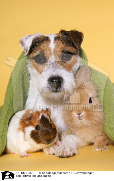 dog, guinea pig and rabbit / SS-33378