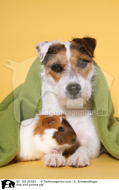 dog and guinea pig / SS-33383
