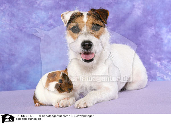 dog and guinea pig / SS-33473