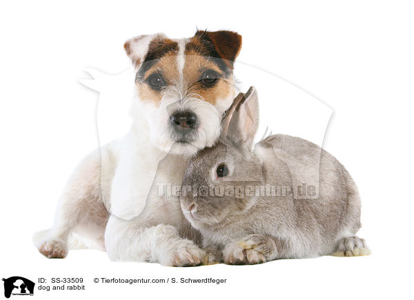 Hund und Kaninchen / dog and rabbit / SS-33509