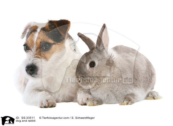 Hund und Kaninchen / dog and rabbit / SS-33511