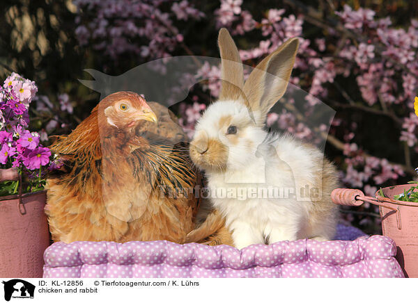 chicken and rabbit / KL-12856