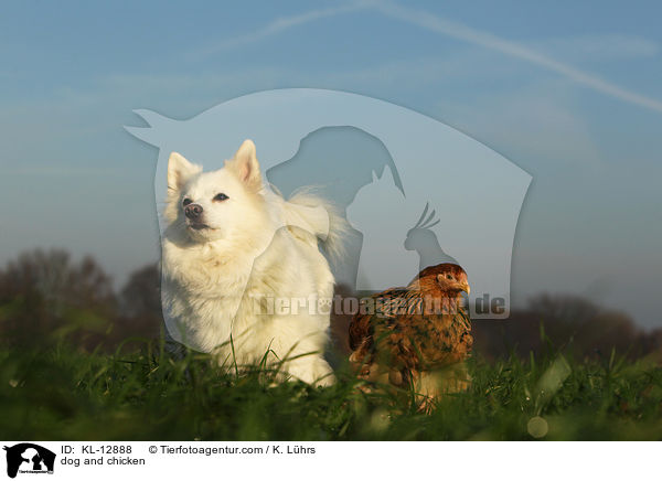 dog and chicken / KL-12888