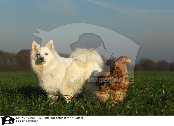 Hund und Huhn / dog and chicken / KL-12893