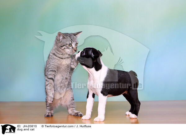 Hund und Katze / dog and cat / JH-20810