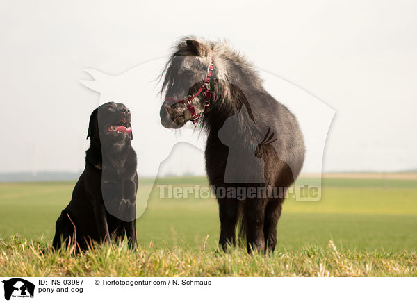 Pony und Hund / pony and dog / NS-03987