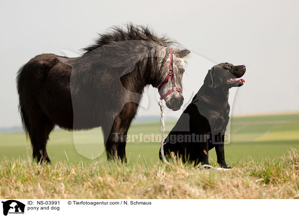 pony and dog / NS-03991