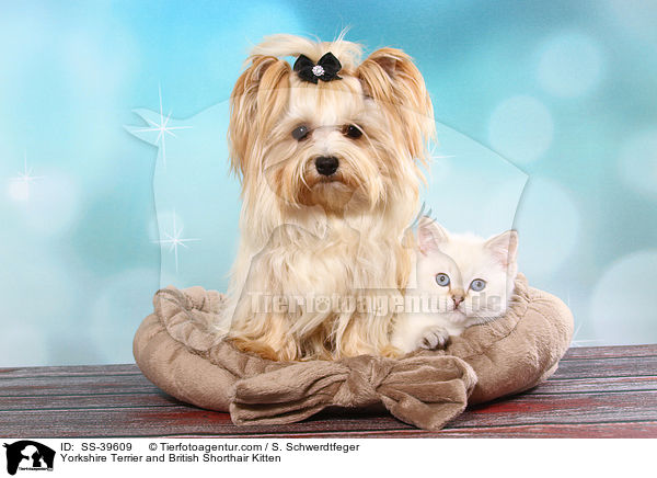 Yorkshire Terrier and British Shorthair Kitten / SS-39609