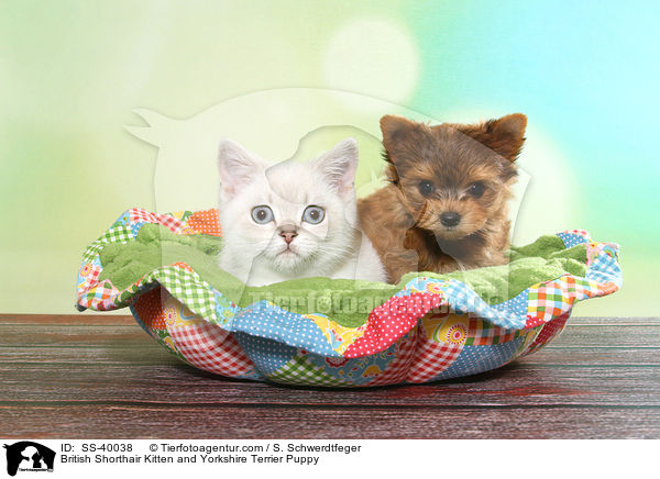 British Shorthair Kitten and Yorkshire Terrier Puppy / SS-40038