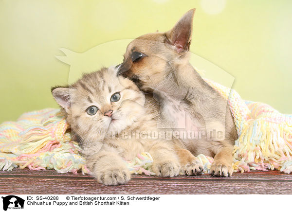 Chihuahua Puppy and British Shorthair Kitten / SS-40288