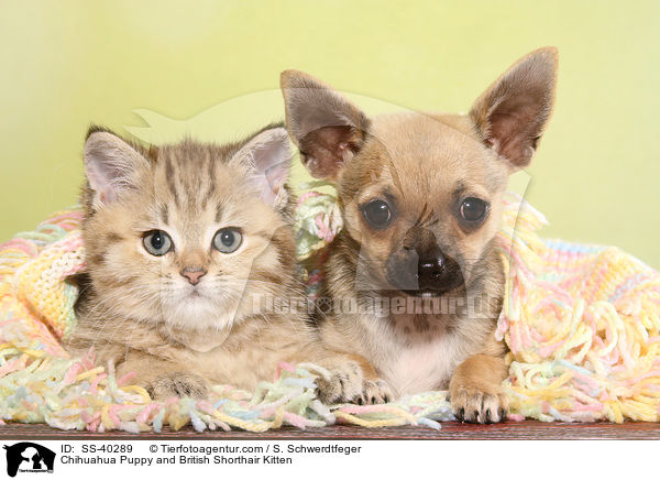 Chihuahua Puppy and British Shorthair Kitten / SS-40289