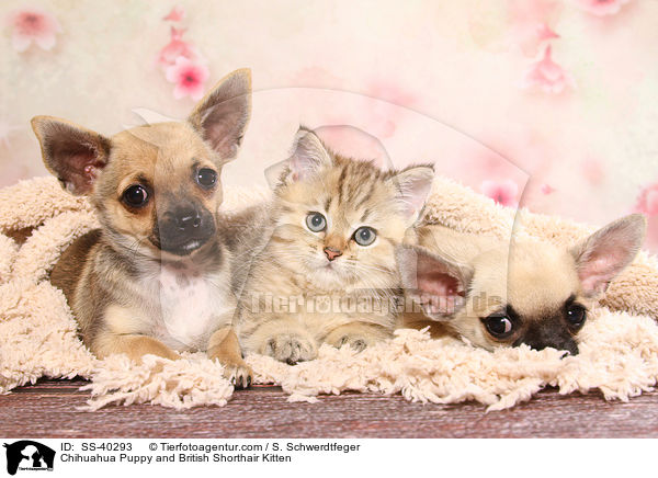Chihuahua Puppy and British Shorthair Kitten / SS-40293