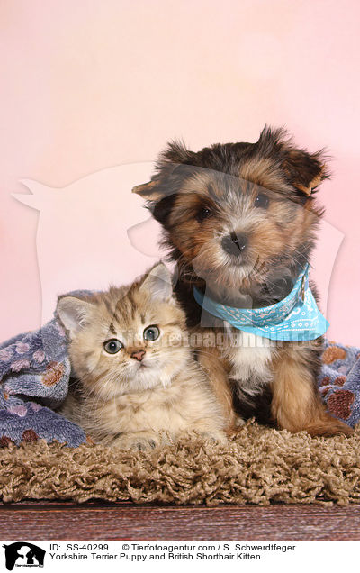 Yorkshire Terrier Puppy and British Shorthair Kitten / SS-40299