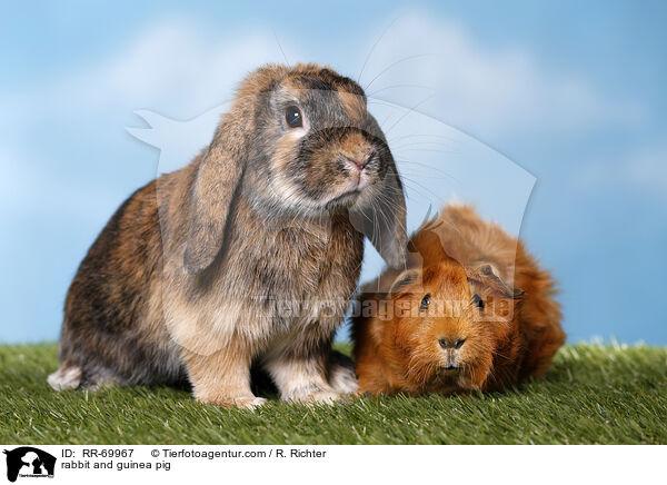 rabbit and guinea pig / RR-69967