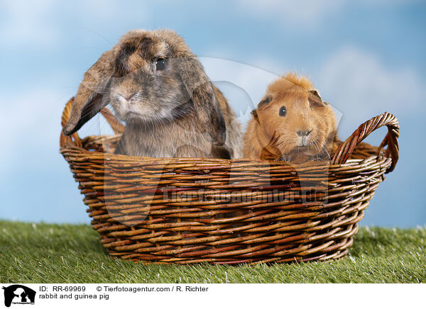 rabbit and guinea pig / RR-69969