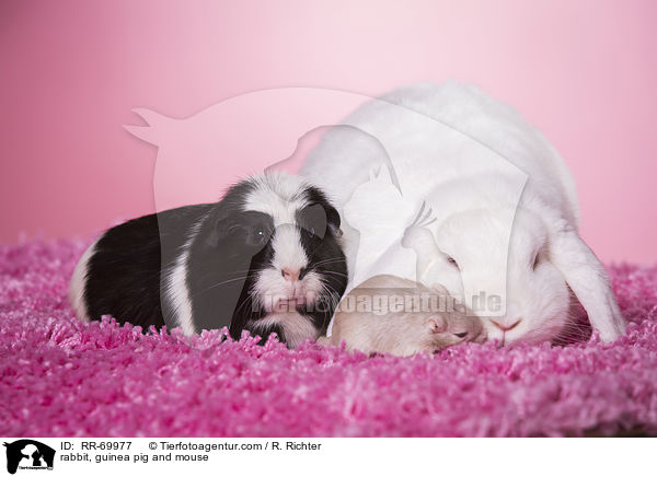 rabbit, guinea pig and mouse / RR-69977
