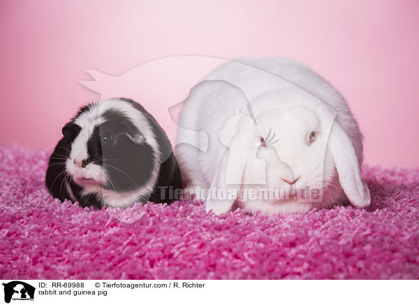 rabbit and guinea pig / RR-69988
