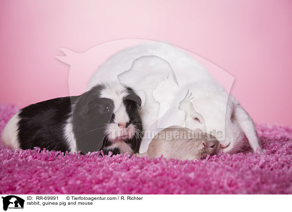 rabbit, guinea pig and mouse / RR-69991