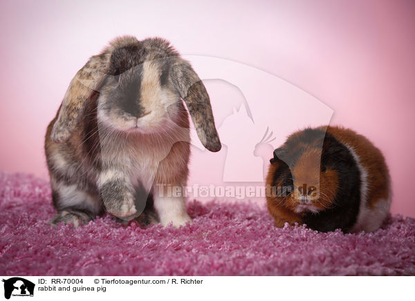 rabbit and guinea pig / RR-70004