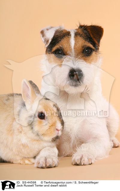Jack Russell Terrier and dwarf rabbit / SS-44598