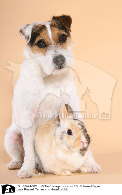 Jack Russell Terrier and dwarf rabbit / SS-44602