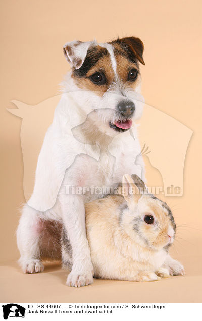 Jack Russell Terrier and dwarf rabbit / SS-44607