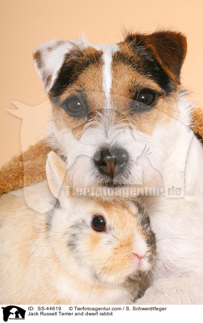 Jack Russell Terrier and dwarf rabbit / SS-44619