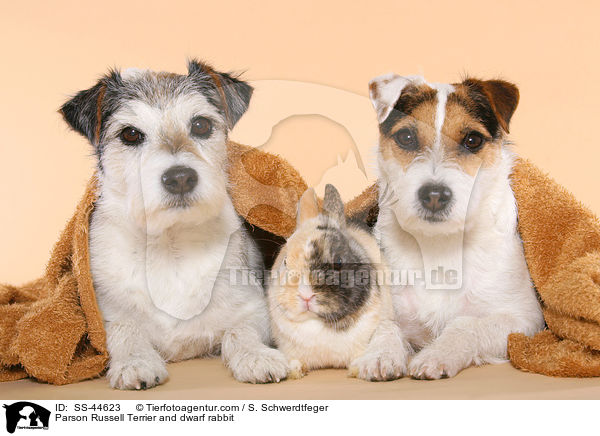 Parson Russell Terrier and dwarf rabbit / SS-44623