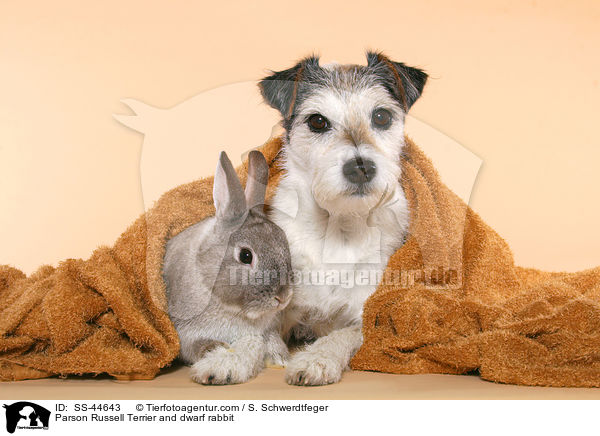 Parson Russell Terrier and dwarf rabbit / SS-44643