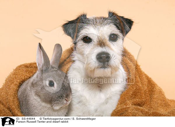 Parson Russell Terrier and dwarf rabbit / SS-44644