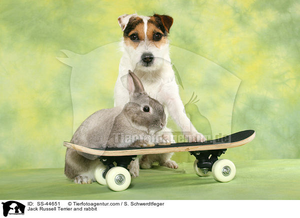 Jack Russell Terrier and rabbit / SS-44651