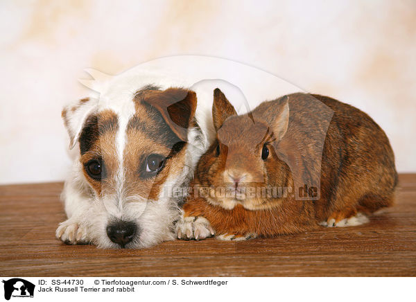 Jack Russell Terrier and rabbit / SS-44730