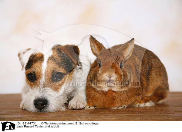 Jack Russell Terrier and rabbit / SS-44731