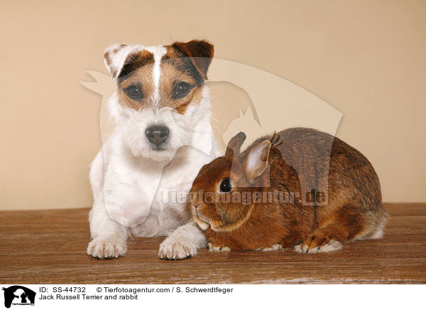 Jack Russell Terrier and rabbit / SS-44732