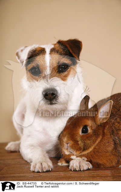 Jack Russell Terrier and rabbit / SS-44733