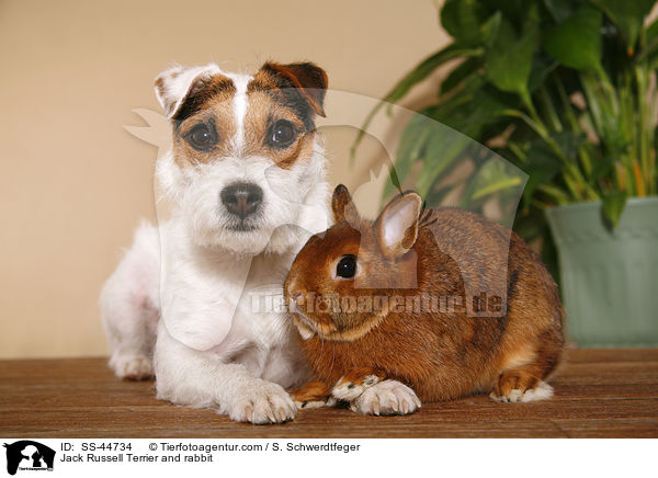Jack Russell Terrier and rabbit / SS-44734