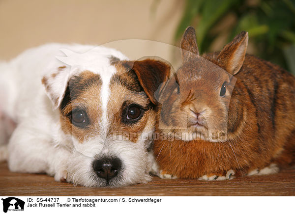 Jack Russell Terrier and rabbit / SS-44737