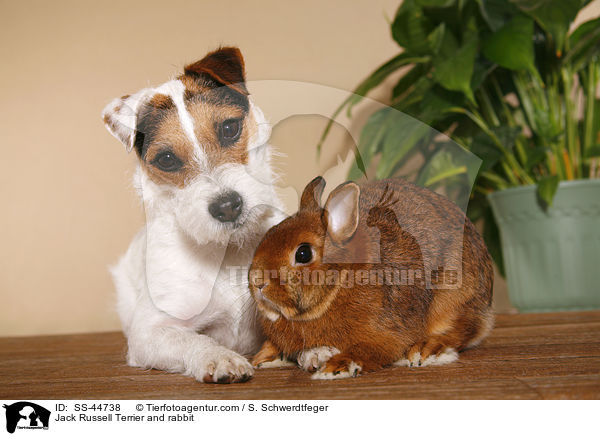 Jack Russell Terrier and rabbit / SS-44738