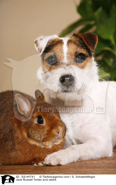 Jack Russell Terrier and rabbit / SS-44741