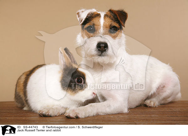Jack Russell Terrier and rabbit / SS-44743