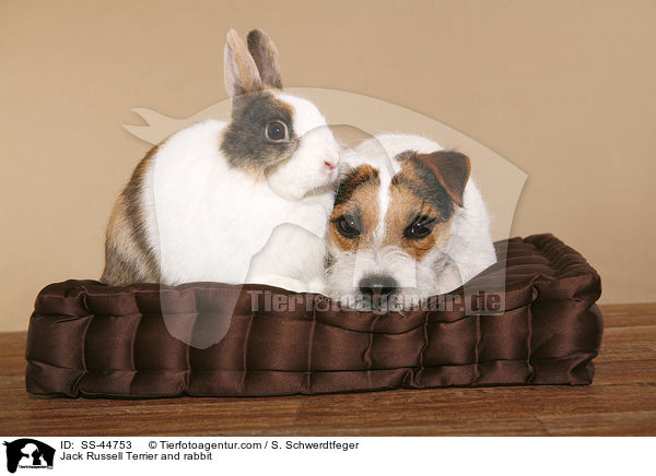 Jack Russell Terrier and rabbit / SS-44753
