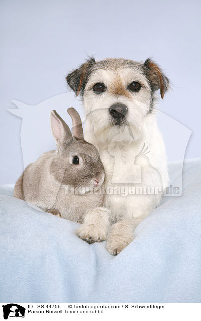 Parson Russell Terrier and rabbit / SS-44756